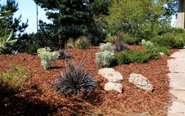 Chn Plants Dyckia Morris Hobbs Photos Are Property Of Crescent Hill Nursery