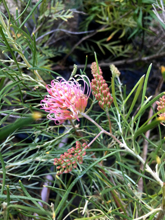 Chn Plants Grevillea Frosty Pink Photos Are Property Of Crescent Hill Nursery